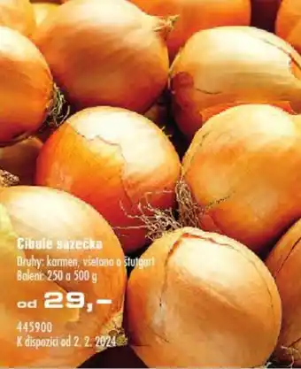 Cibule sazečka