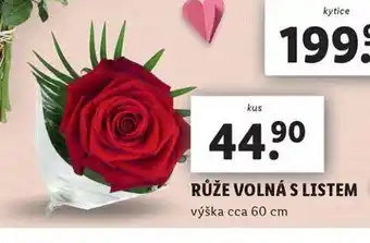 Lidl Růže volná s listem nabídka