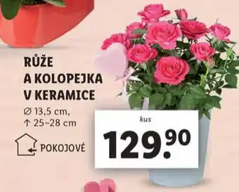 Lidl Růže a kolopejka v keramice nabídka
