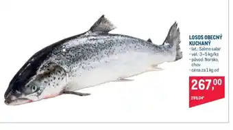 Makro LOSOS OBECNÝ KUCHANÝ nabídka