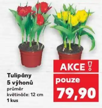 Kaufland Tulipány 5 výhonů nabídka