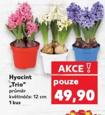 Kaufland Hyacint Trio nabídka