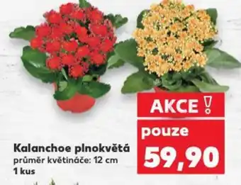 Kaufland Kalanchoe plnokvětá nabídka