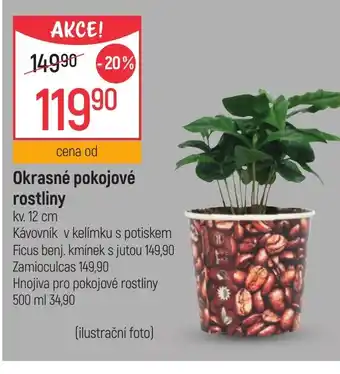 Okrasné pokojové rostliny