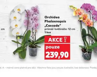 Kaufland Orchidea - phalaenopsis nabídka