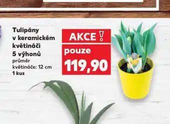 Tulipány v keramickém květináči 5 výhonů