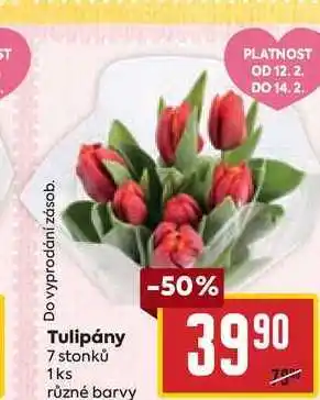 Billa Tulipány 7 stonků 1ks nabídka
