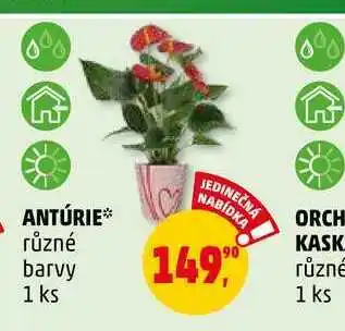 Penny Market ANTÚRIE, 1 ks nabídka