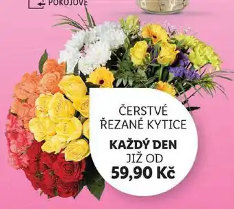 Lidl ČERSTVÉ ŘEZANÉ KYTICE nabídka