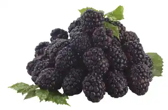 Lidl Ostružiny 125g nabídka