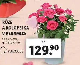 Lidl RŮŽE A KOLOPEJKA V KERAMICE nabídka