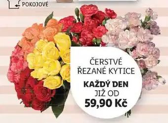 Lidl ČERSTVÉ ŘEZANÉ KYTICE nabídka