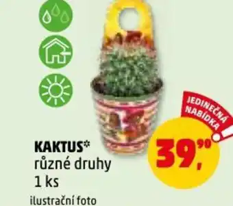Penny Market KAKTUS nabídka