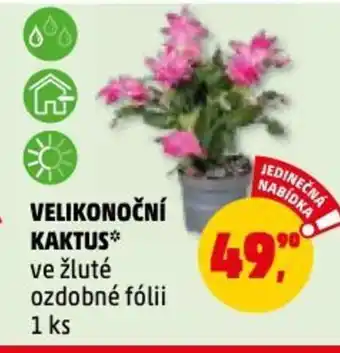 Penny Market VELIKONOČNÍ KAKTUS nabídka