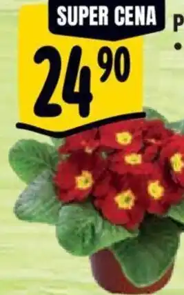 Albert Primula nabídka