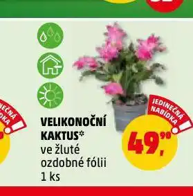 Penny Market Velikonoční kaktus nabídka