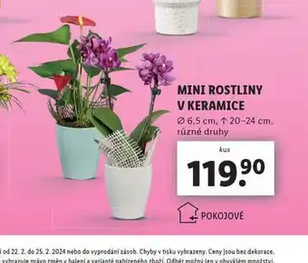 Lidl Mini rostliny v keramice nabídka