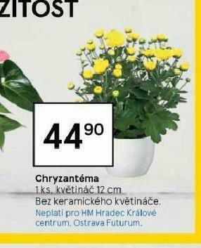 Tesco Chryzantéma nabídka