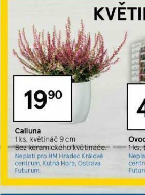 Tesco Calluna nabídka