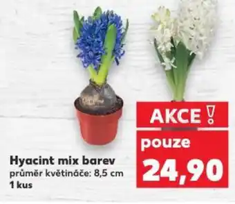 Kaufland Hyacint mix barev nabídka