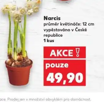 Kaufland Narcis nabídka