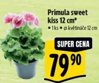 Albert Primula sweet kiss 12 cm nabídka