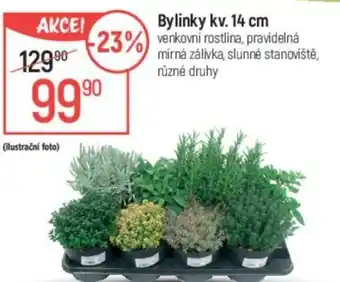 Globus Bylinky kv. 14 cm nabídka