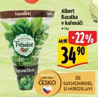 Albert Albert Bazalka v kořenáči nabídka