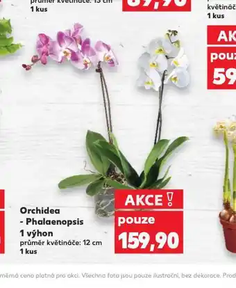 Kaufland Orchidea - phalaenopsis nabídka