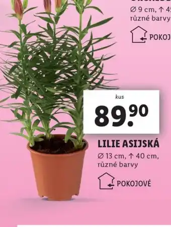 Lidl LILIE ASIJSKÁ nabídka