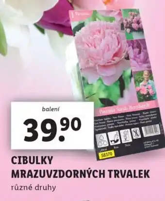 Lidl CIBULKY MRAZUVZDORNÝCH TRVALEK nabídka
