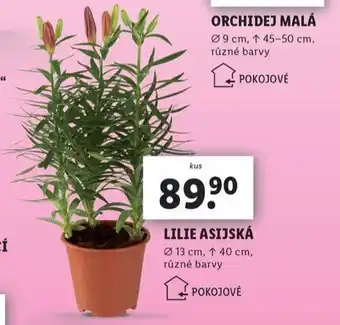Lidl Lilie asijská nabídka