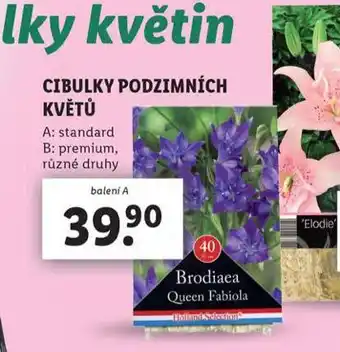 Lidl Cibulky podzimních květů nabídka