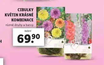 Lidl Cibulky květin krásné kombinace nabídka