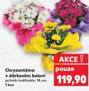 Kaufland Chryzantéma v dárkovém balení nabídka