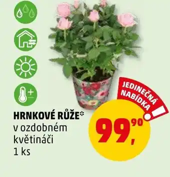 Penny Market HRNKOVÉ RŮŽE nabídka