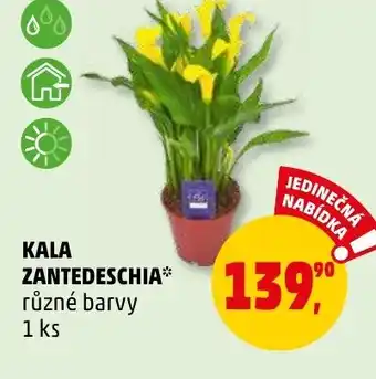 Penny Market KALA ZANTEDESCHIA nabídka