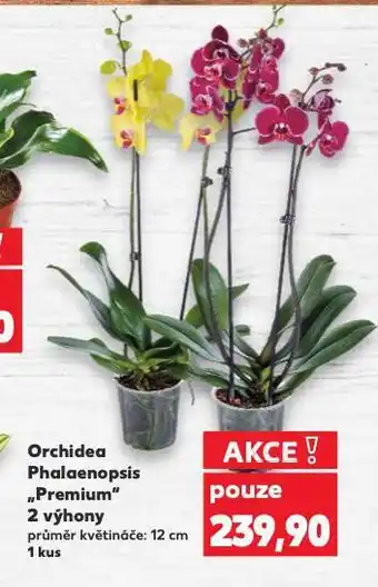 Kaufland Orchidea nabídka