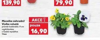 Kaufland Maceška zahradní nabídka