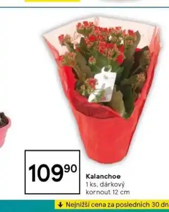 Tesco Kalanchoe nabídka