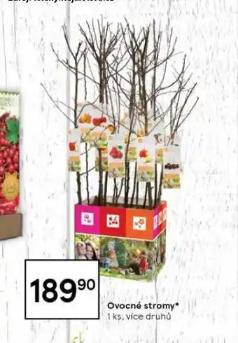Tesco Ovocné stromy nabídka