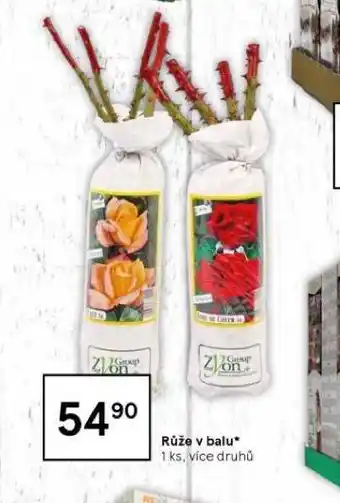 Tesco Růže v balu nabídka
