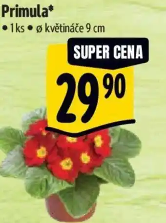 Albert Primula nabídka