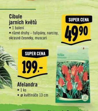 Albert Cibule jarních květů nabídka