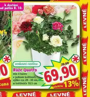 Růže quatro