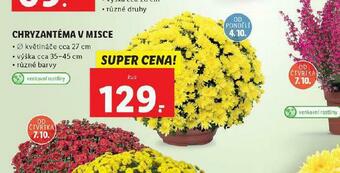 Chryzantéma v misce