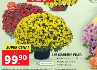 Lidl Chryzantéma velká nabídka