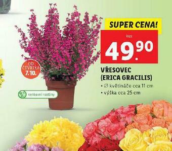 Vřesovec