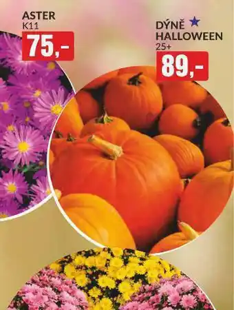 Dýně halloween