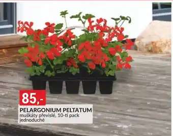 Baumax PELARGONIUM PELTATUM nabídka